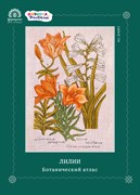 Схема для вышивания  ЛИЛИИ