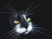 Рисунок на шелке  Черный кот