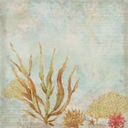 Бумага  Морские водоросли